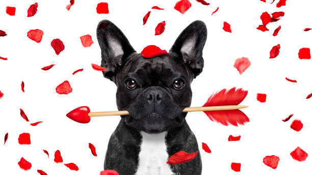 сумасшедший в любви валентина собака - flirting humor valentines day love стоковые фото и изображения