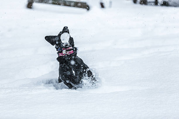 A humorous, almost deliriously playful, black labrador retriever mixed breed female dog has just caught a hard snowball in her mouth - splashing, scattering and kicking up bits of snow and ice as she stopped dead then jumped after tracking it during a full speed running dash through the deep, day-old blizzard snow in the front yard at her home. She is wearing two pet collars - one for identification, the other with an invisible fence electronic sensor to prevent her from leaving the property. Some motion blur.