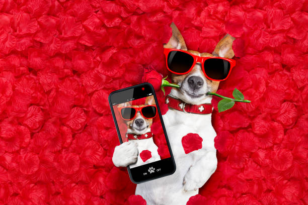 cane di san valentino amore - flirting humor valentines day love foto e immagini stock