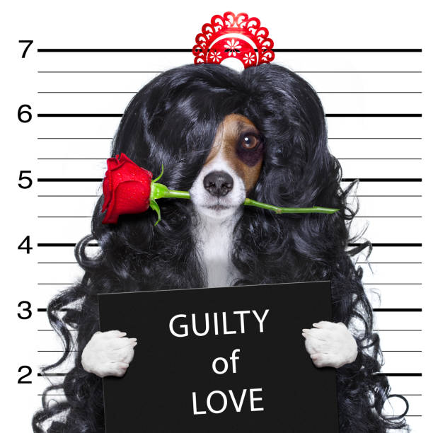 loco en el amor valentines perro mugshot - women sign love trap fotografías e imágenes de stock