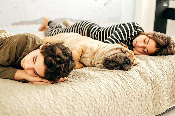 istock Dog in the house 638485486