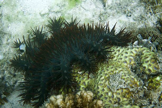 istock Crown of thorns star fish on reef 638486234