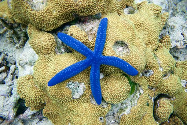 blue star ryba na rafa (linckea laevigata)  - laevigata zdjęcia i obrazy z banku zdjęć
