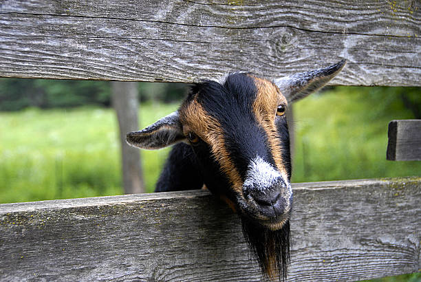 istock Goat Peeking out through Fence 638486362