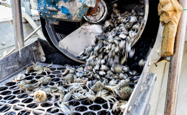 istock Clam fishing 638486702