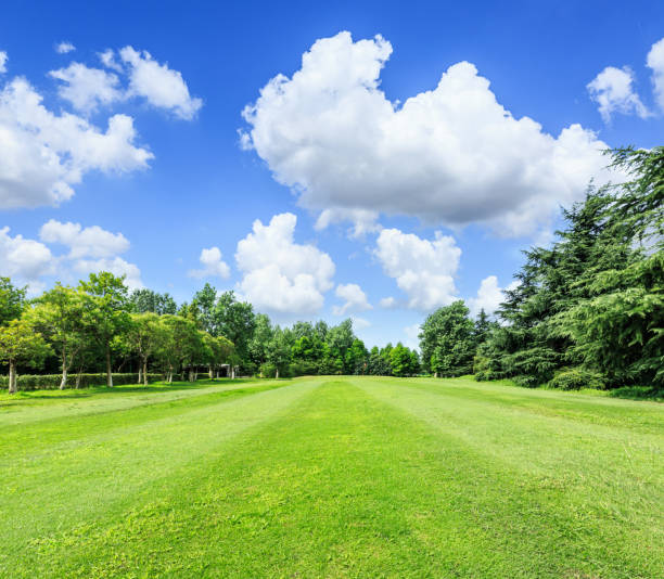 istock field of green grass and blue sky in summer day 638487464