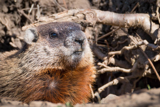 istock The groundhog - Marmota monax portrait 638487684