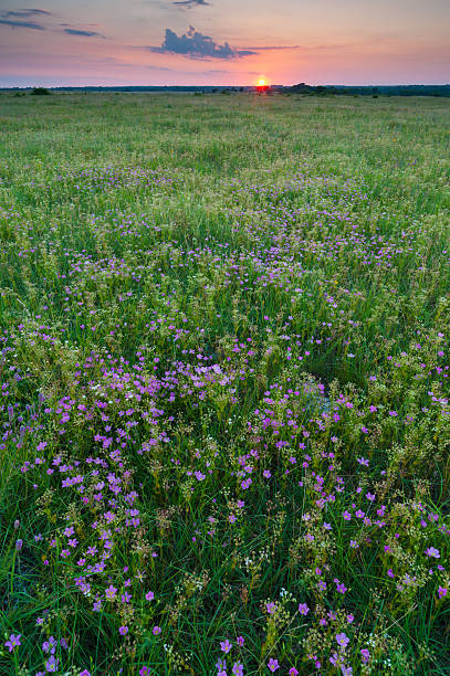 istock Prairie Rose Gentian Sunset Landscape, Oklahoma 638487860