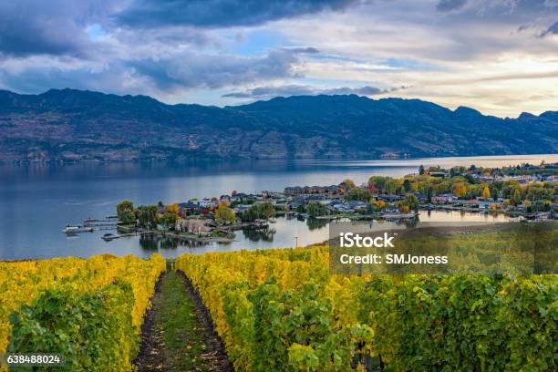 Vineyard Overlooking Okanagan Lake Kelowna Bc Canada Stock Photo - Download Image Now