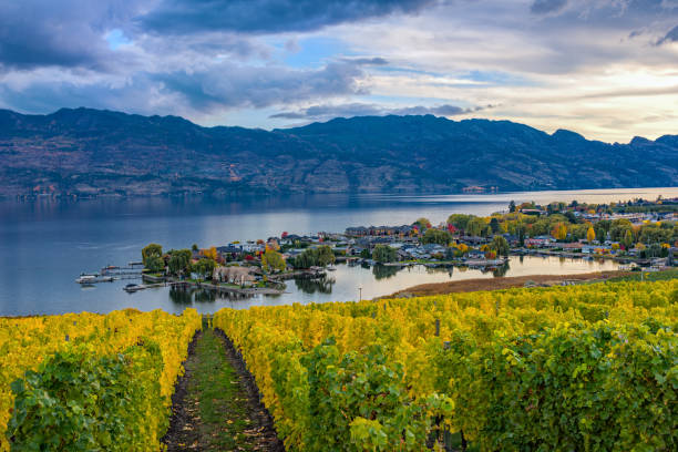 winnica z widokiem na jezioro okanagan kelowna bc kanada - okanagan vineyard canada orchard zdjęcia i obrazy z banku zdjęć