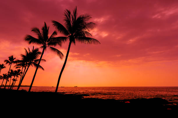istock Kona sunset palm trees Big Island Hawaii 638488354