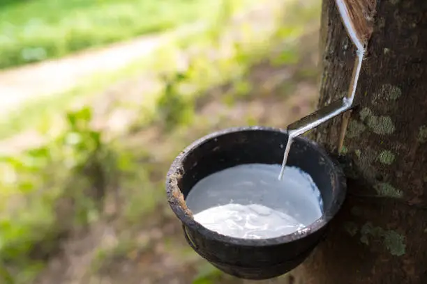 latex flowing from rubber tree