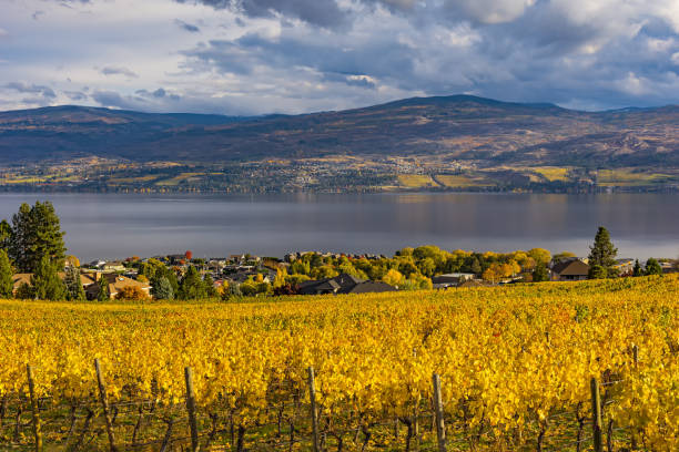 winnica z widokiem na jezioro okanagan kelowna bc kanada - okanagan vineyard canada orchard zdjęcia i obrazy z banku zdjęć