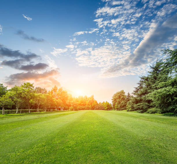 field of green grass at sunset