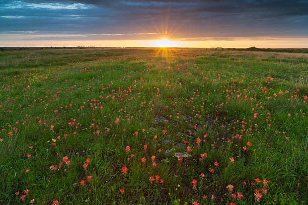 istock Indian Paintbrush, Clouds, and Sunset, Oklahoma 638490000