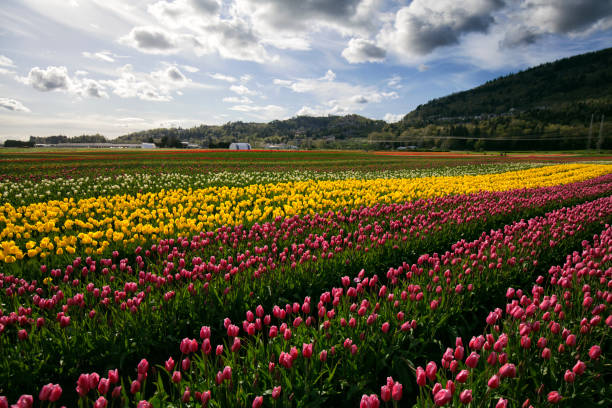 istock Colorful tulip fields in valley, BC, Canada 638490188