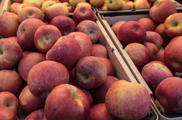 Bushel of green and red apples in a crate at a farmer’s market with other fruits and vegetables.