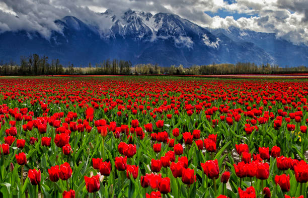 istock Colorful tulip fields in valley, BC, Canada 638491862