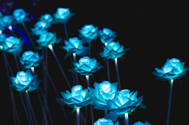 istock The flowers have a light night 638493576