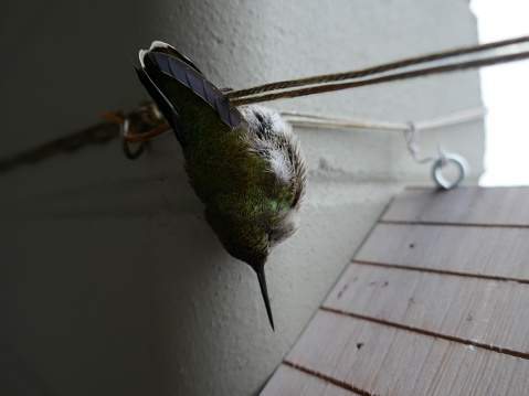 Hummingbird in hibernation-like state (torpor). Hummingbird metabolism lowers to one-fifteenth of normal and its body temperature drops to the point of becoming hypothermic.