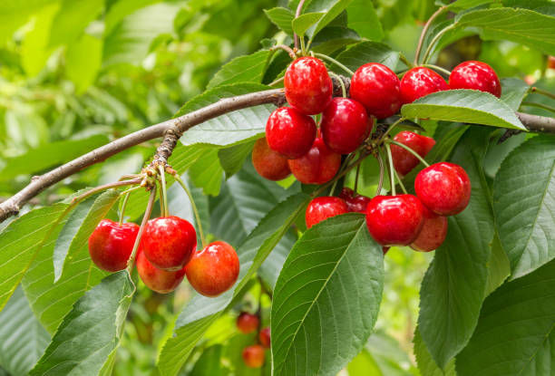 istock organic ripe cherries on tree in cherry orchard 638494982