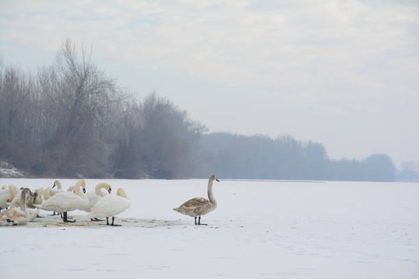 Swans on the frozen river. The bank of a river is covered with mist. Selective focus.