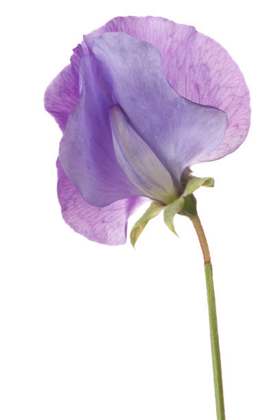 istock sweet pea flower isolated 638495712