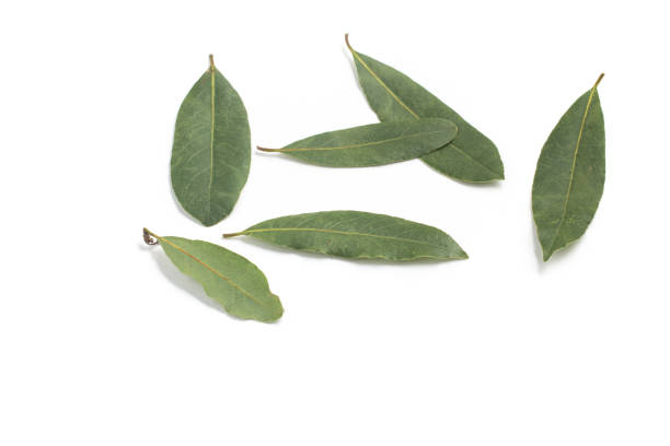 istock Bay Leaves. Laurus Nobilis 638496080