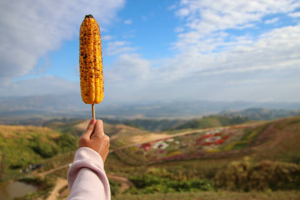 istock holding corn grilled on skewers with blue sky background. 638496270