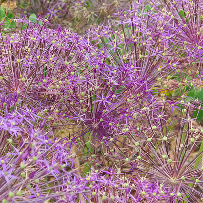 Persian onion, Allium cristophii, purple flower balls in garden