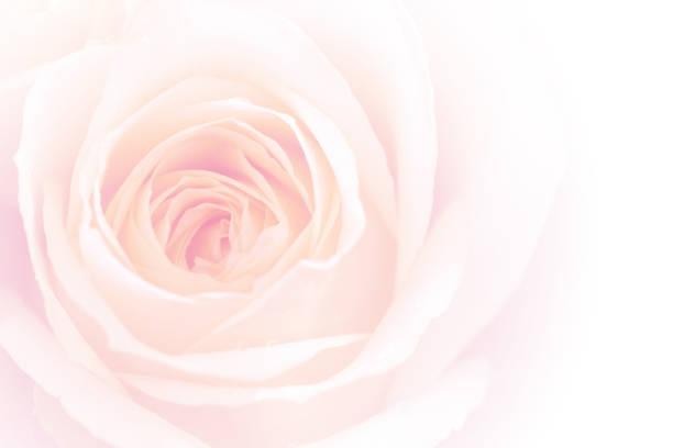 istock closeup colorful rose 638498626