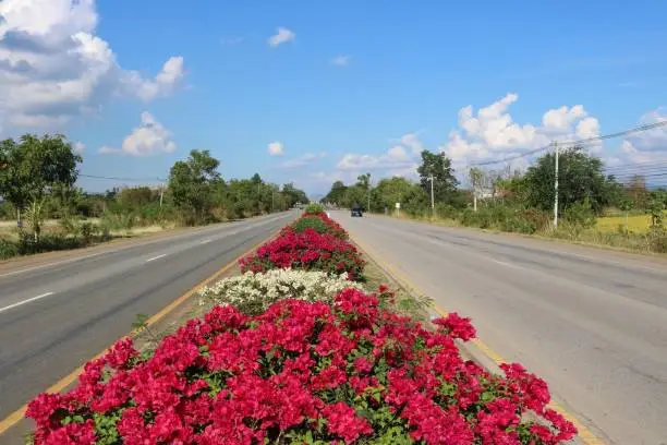 traffic island ,Street with bougainvillea flowers