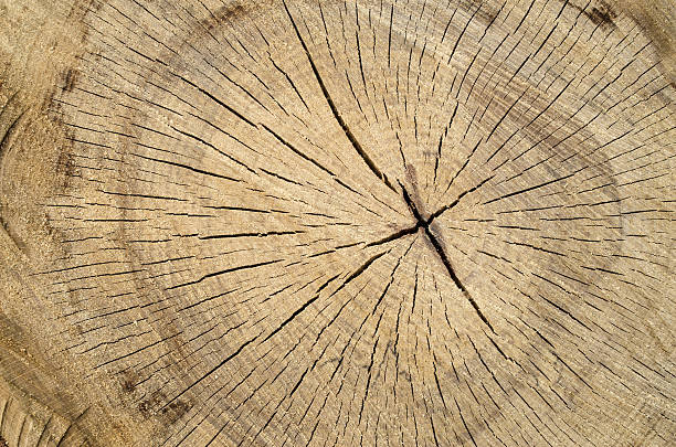 istock New cracked stump closeup 638503410