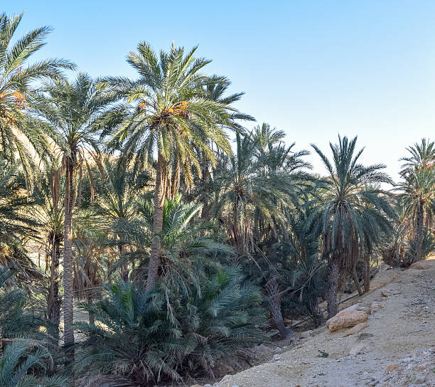 istock Oasis in the mountains of Tunisia 638504914