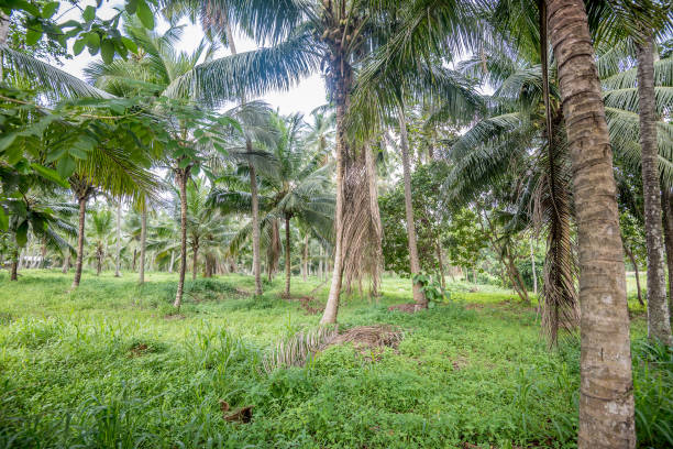 istock Coconut plantation in Asia 638505792