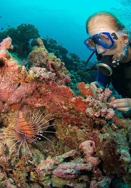 istock woman scuba diver with lionfish 638506706