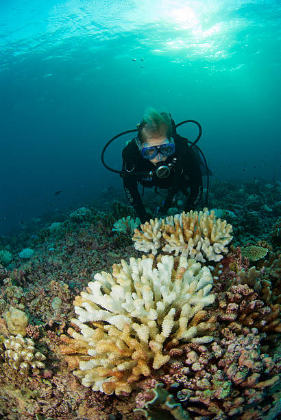 istock woman scuba diver looks ar reef 638507490