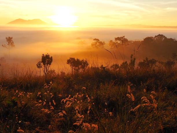 istock Sunrise with silhouette foreground of trees and grass. 638508758
