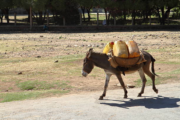 перевозка грузов с ослом в эфиопии - animal africa ethiopia mule стоковые фото и изображения