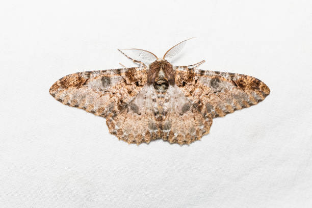 istock Buzura (America) recursaria moth 638509484