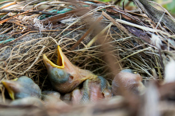 istock baby birds in nest 638510816