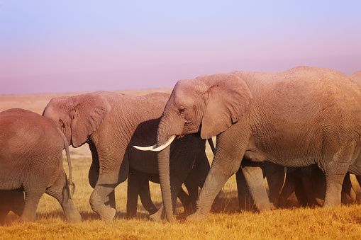 Big group of African elephants walking to watering place in  Maasai Mara National Reserve