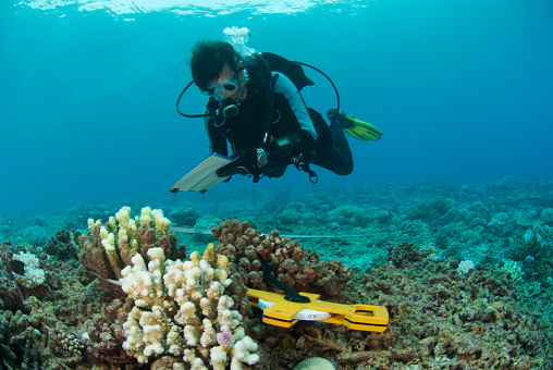 marine biologist studies the coral reef