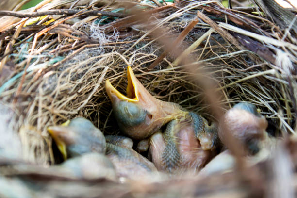 istock baby birds in nest 638510906