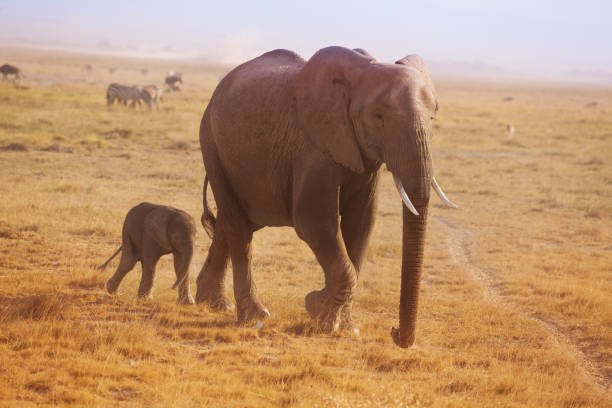 A small elephant calf walking behind his mother in Kenyan savannah