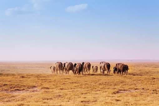 Back view of big herd of elephants walking in waste Kenyan savannah, Africa