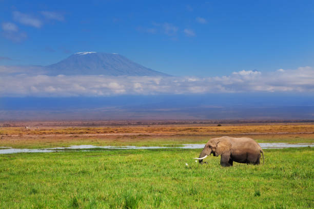 Magnificent tusker bull of African elephant with Kilimanjaro on background, Kenya