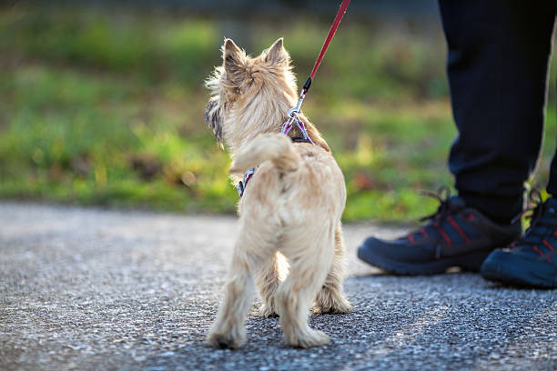 istock The four month old puppy Cairn Terrier 638511094