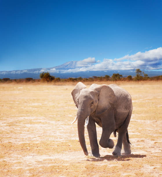 Beautiful picture of young African elephant on Kilimanjaro mountain background in National park of Kenya