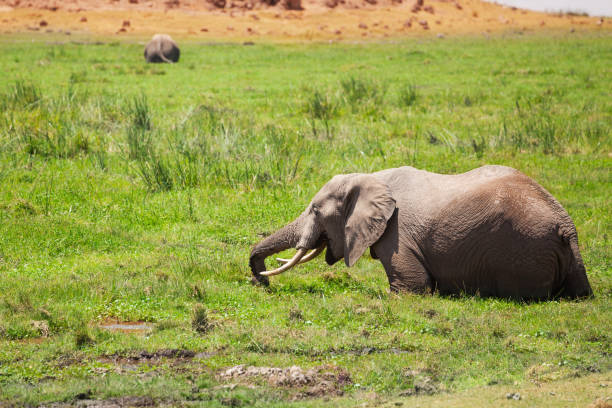 African elephant standing in fen and eating lush grass, Maasai Mara National Reserve, Kenya